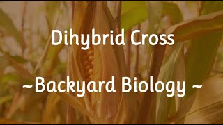 Dihybrid Cross Backyard Biology