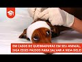 ACIDENTE COM QUEIMADURAS? SIGA ESSES PASSOS PARA SALVAR A VIDA DELE! | Socorrista pet - # 68