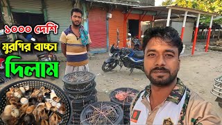 ১০০০ দেশি মুরগির বাচ্চা ডেলিভারি দিলাম নেএকোনার খামারি কে_।। দেশি মুরগি পালন_পদ্ধতি