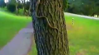 Snake climbs a tree. / 木を登るヘビ 20080802  アオダイショウ japanese rat snake