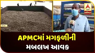 Groundnut Harvest At Modasa APMC In Aravalli | ABP Asmita