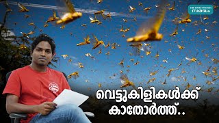 Why is East Africa reeling under Locust Attack ? | Samayam Malayalam |