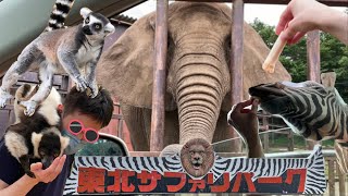 動物に囲まれて動けない⁉︎ 東北サファリパークで餌やり体験してきた！