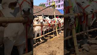 BEAUTIFUL COWS FOR SALE IN CHATAKAL COW MARKET #shorts #viral #trending #cow #kolkatacow2023 #india