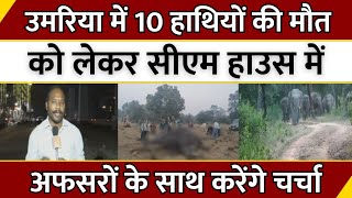 Latest News : Umaria में 10 हाथियों की मौत को लेकर CM House में अफसरों के साथ करेंगे चर्चा | MP News