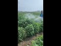 farmer spraying in chilli field using double nozzle sprayer agriculture farming chilli green