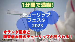 【1分間で満喫!】オランダ風車と関東最大級のチューリップが見られる！佐倉チューリップフェスタ2023【横画面】