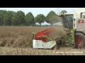 claas lexion 450 rapsernte koolzaad dorsen kalkar germany.