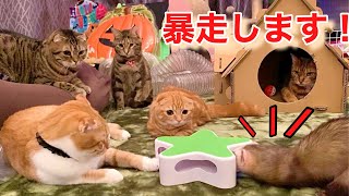 子猫達が電動オモチャに興奮し、暴走フェレット｜Kitten Cats\u0026Ferrets【短足マンチカン ひな子】