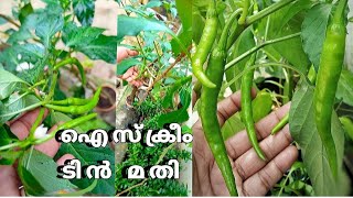 ഐസ്ക്രീം ടിൻ  മതി മുളക് നിറയും /chilli farming in plastic bottle/green chilli krishi malayalam