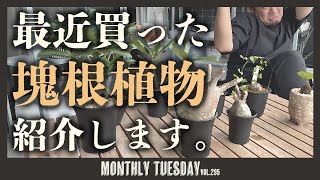 【塊根植物】大人気！パキポディウムグラキリスのベアルート株を購入！【ゲッチューファーム】