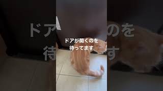 ドアが開くのを待ち侘びているネコはこちら #ねこのいる生活