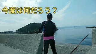 今、話題のアートの島へ釣行！　釣れたのは想定外のあの魚だった。