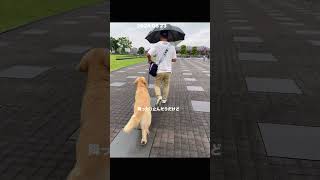 お散歩に行ったら雨降っちゃったね　　　　　　　　　　　#ゴールデンレトリーバーgolden #goldenretriever #gotcha #ショードッグ #大型犬 #みなとみらい