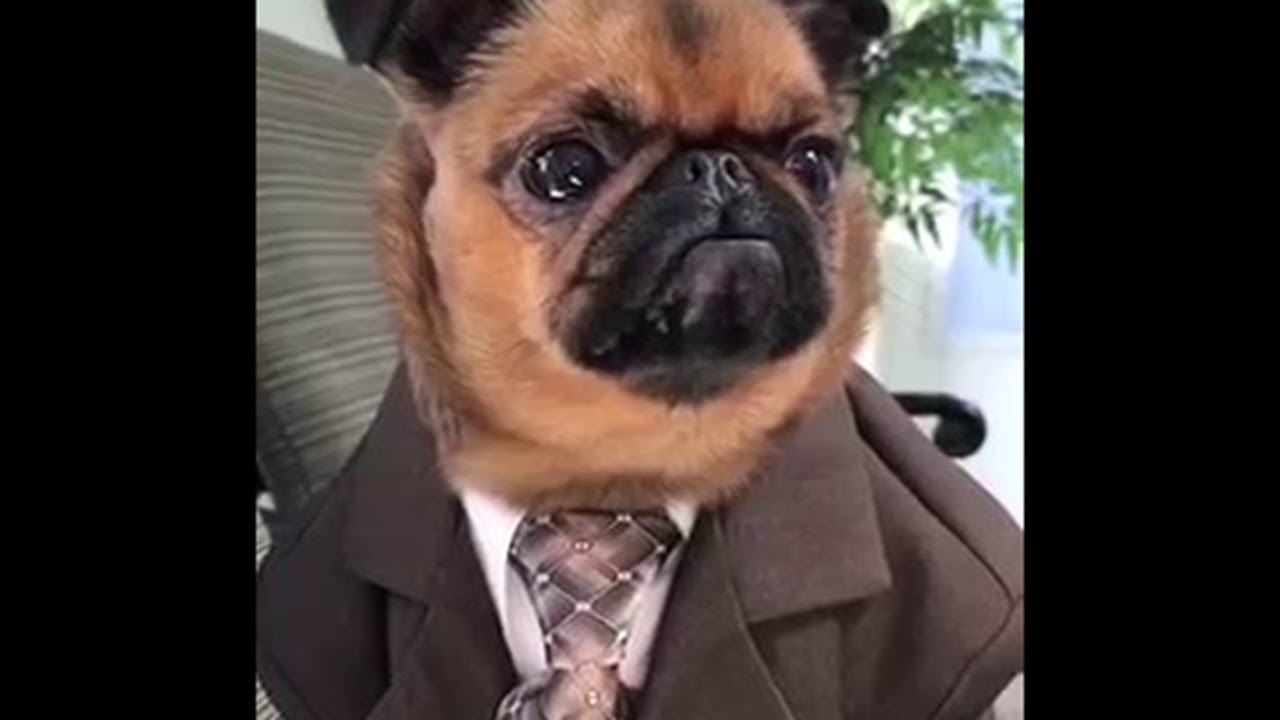 Just A Dog In A Suit Viralhog Youtube