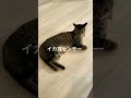 イカ耳猫 hydeチャンネル hyde051