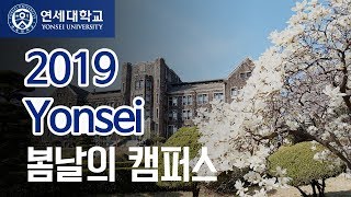 [연세대학교] 봄날의 캠퍼스