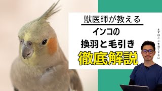 【質問コーナー】インコ羽が少しさがってきている・・なぜ？インコの体重減少が気になる・・大丈夫？換羽で羽が大量に抜ける・・お気に入りのものなどに吐き戻し・・長期的に見て大丈夫？などにお答えしました！