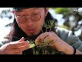 what is the charm of akamatsu how to make a bunjin tree bonsai q