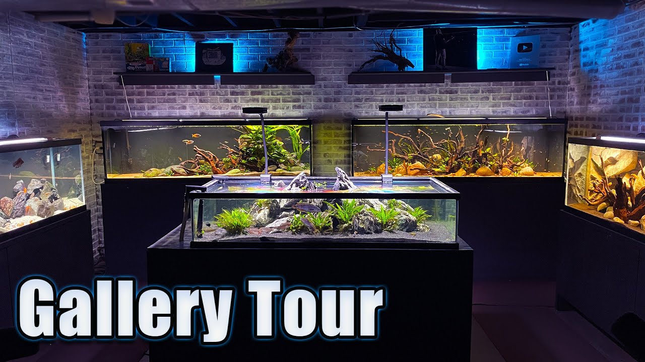 Fish Gallery Full Tour Youtube