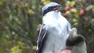 Great Grey Shrike eats ringer