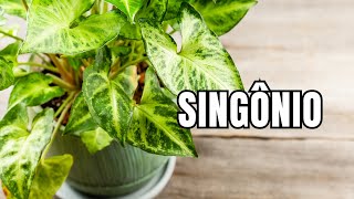 SINGÔNIO: O segredo do cultivo