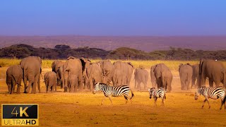 4K African Animals: Ngorongoro Nature Reserve - Beautiful Wild Animals \u0026 Real Sounds of Africa