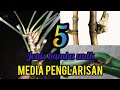 5 jenis bambu unik media penglarisan