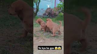 Ye kya ho gya 😱😱 #music #song #newsong #dog ##animals #doglover #dogshorts #ytshorts