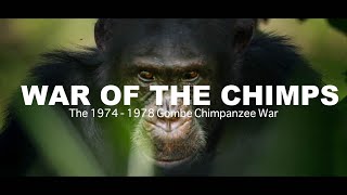 World War Chimp | The Brutal 1974 - 1978 Gombe Chimpanzee War: Documentary