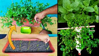 How To Grow Mint At Home For Free | Fast and easy |Full Updates