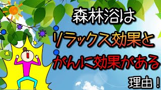 【知識】森林へゴー！森林浴はリラックス効果とがんに効果がある理由！