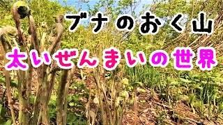 奥山のブナの森🌳太いぜんまいの世界にようこそ