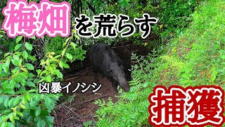 梅畑を荒らすイノシシを捕獲！