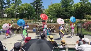 獅子団大和 靭公園バラ園コンサート2019