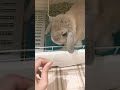 乾燥パパイヤ綱引き。 うさぎ うさぎのいる暮らし ホーランドロップ rabbit