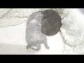 【かわいい猫動画】ピクピク動く 寝ている子猫に癒される