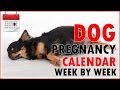Dog Pregnancy Calendar - Week by Week (Don't miss out) Dog Pregnancy Calendar - Week by Week (Don't miss out)