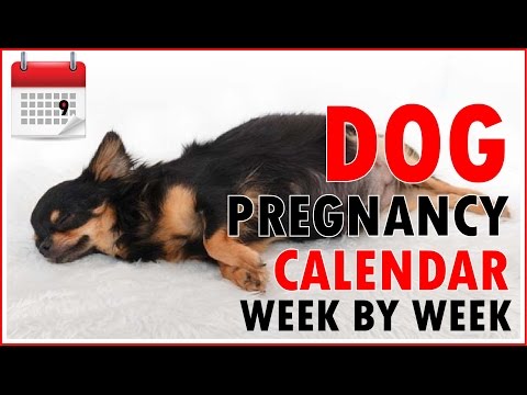 Dog Pregnancy Calendar - Week by Week (Don't miss out) Dog Pregnancy Calendar - Week by Week (Don't miss out)