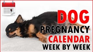 Dog Pregnancy Calendar - Week by Week (Don't miss out)