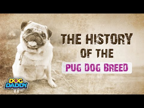 What do puggles die from?