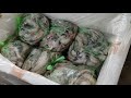 earn rs 5000 daily bombay duck seafood business fish wholesale business fishbusiness