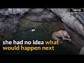 Dog Stuck In A Well Rescued | Trend Central