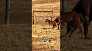 Watch Kirby go outside for the first time! #foals #foal #babyanimals #horses #horse #mare #aqha