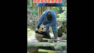 大熊猫“水秀仔”抱大腿技能，简直萌翻了，奶爸很是无奈啊｜熊猫