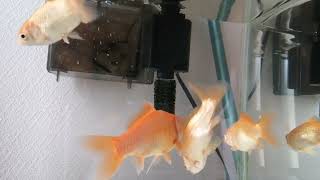 べ〜ちゃんの金魚飼育日記　504日目