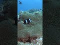 a clownfish with a striking black body