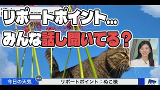 リポポイそっちのけで猫に夢中な視聴者たち【大島璃音】【ウェザーニュース】【切り抜き】