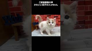 激カワ 双子のスコちゃん😻【横浜ペットショップ ベルドック】#shorts #猫動画 #猫のいる暮らし #スコティッシュフォールド