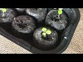 zombie plant grow kit tickle me plant mimosa pudica